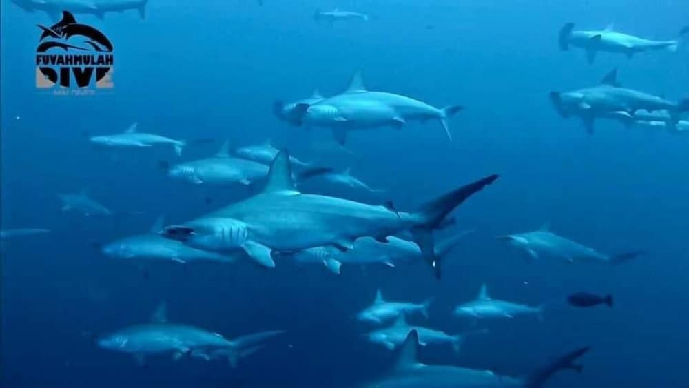 Фото Fuvahmulah Inn