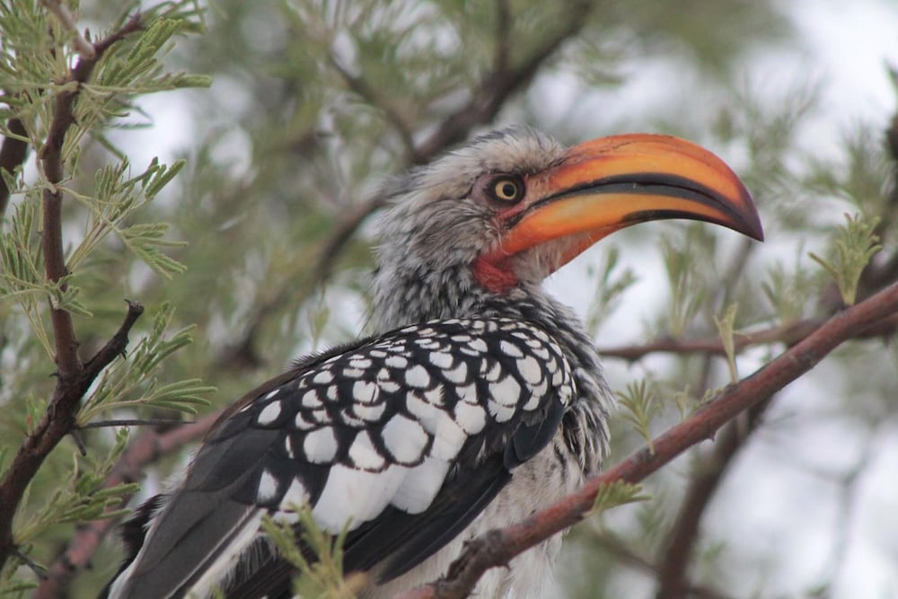 Фото Eldorado Lodge Cc