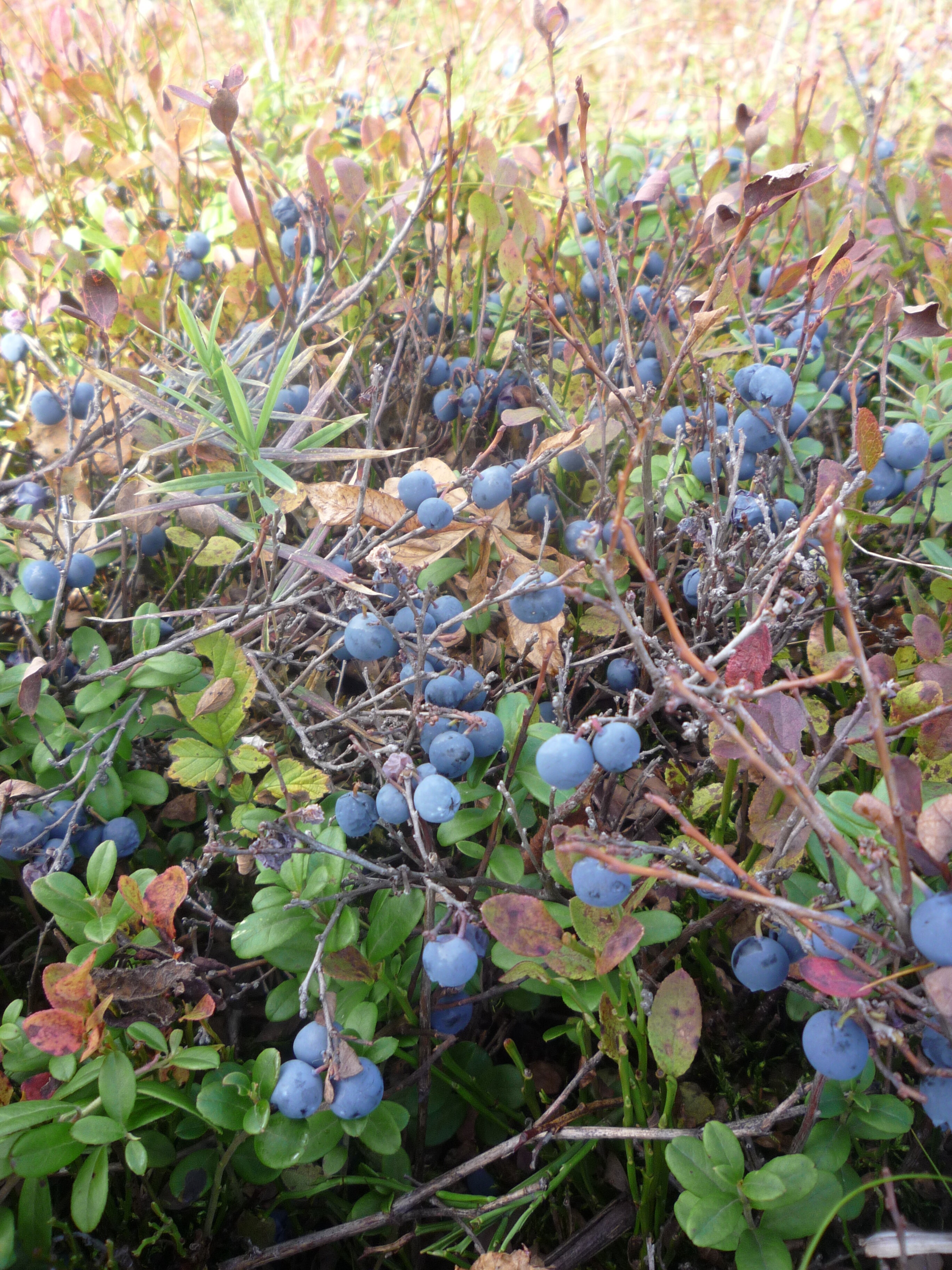 Фото 4 Камня