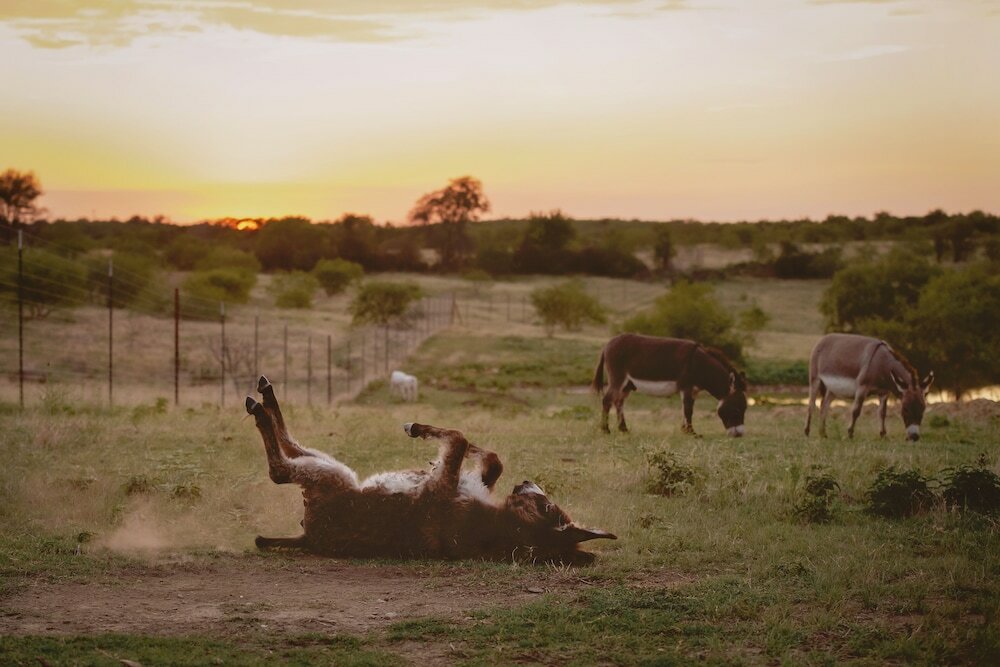 Фото Blue Hills Ranch