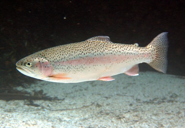 Рыба и морепродукты Форель, Тверь, фото