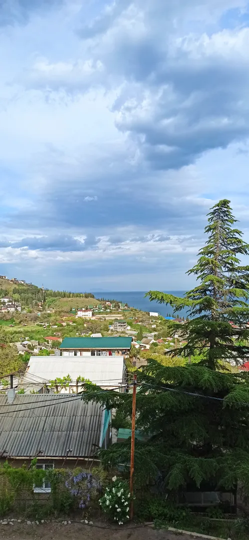 Фото Дельфин