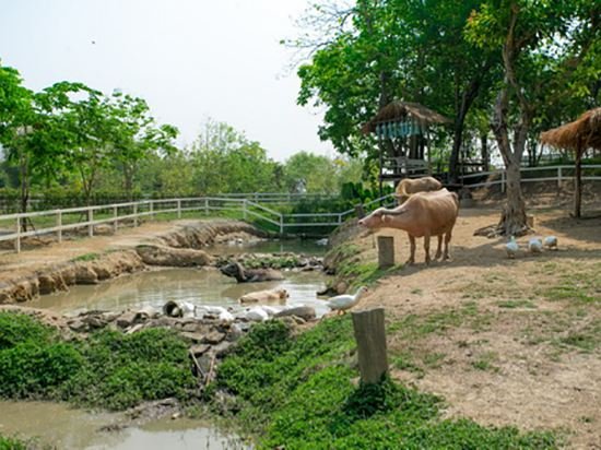 Фото Jirung Health Village
