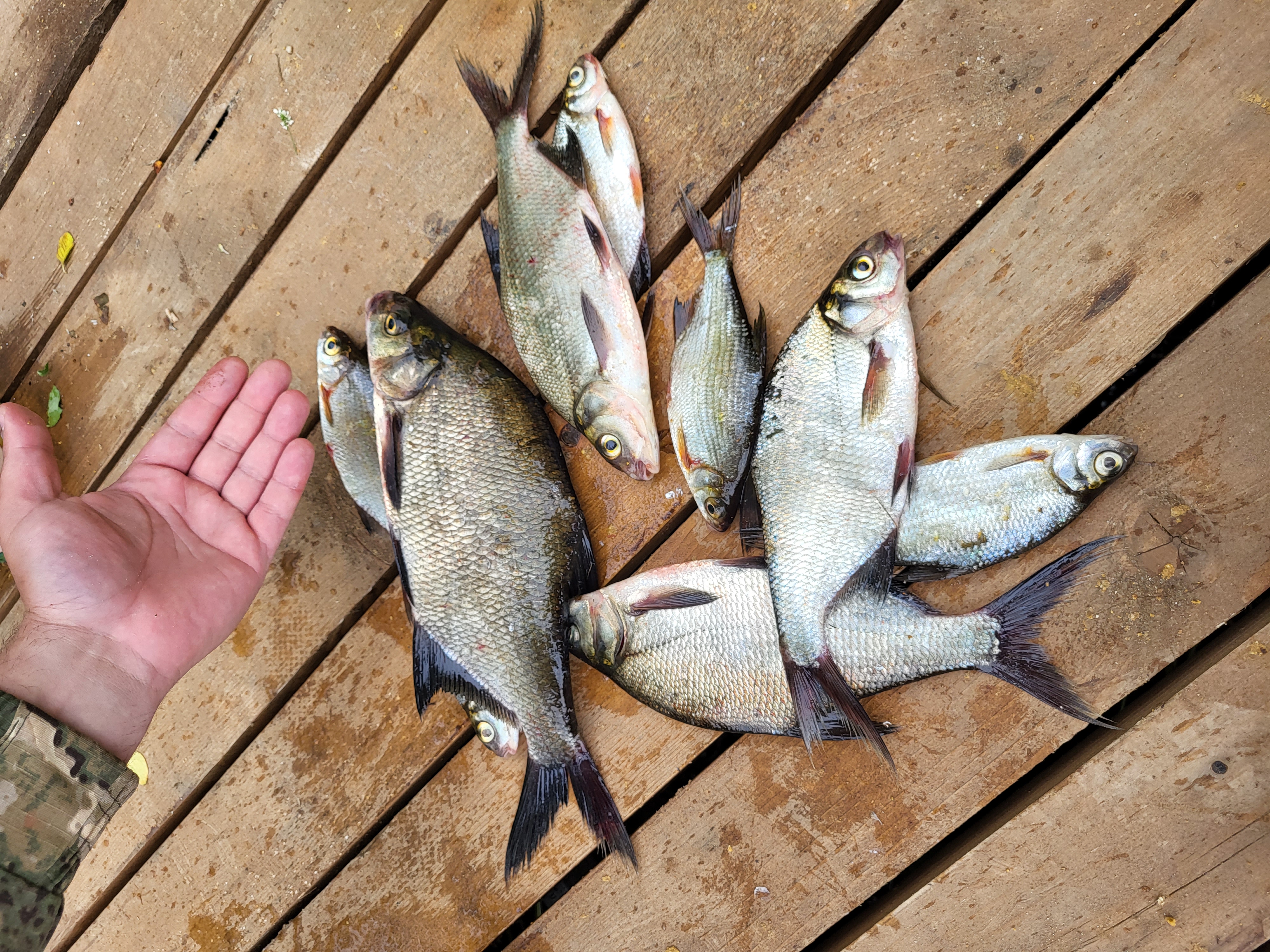 Фото Земляничная поляна