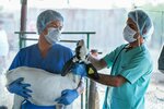 Al Rawdah Veterinary Clinic (25-27, Al Ajaweed Street, Hai Al Qasr, Central District, Al Ain, Abu Dhabi), veterinary clinic