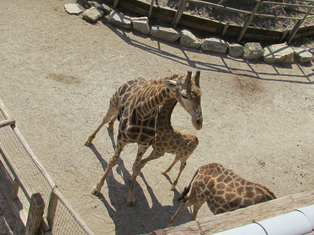 Zoo Zoo, Andalusia, photo