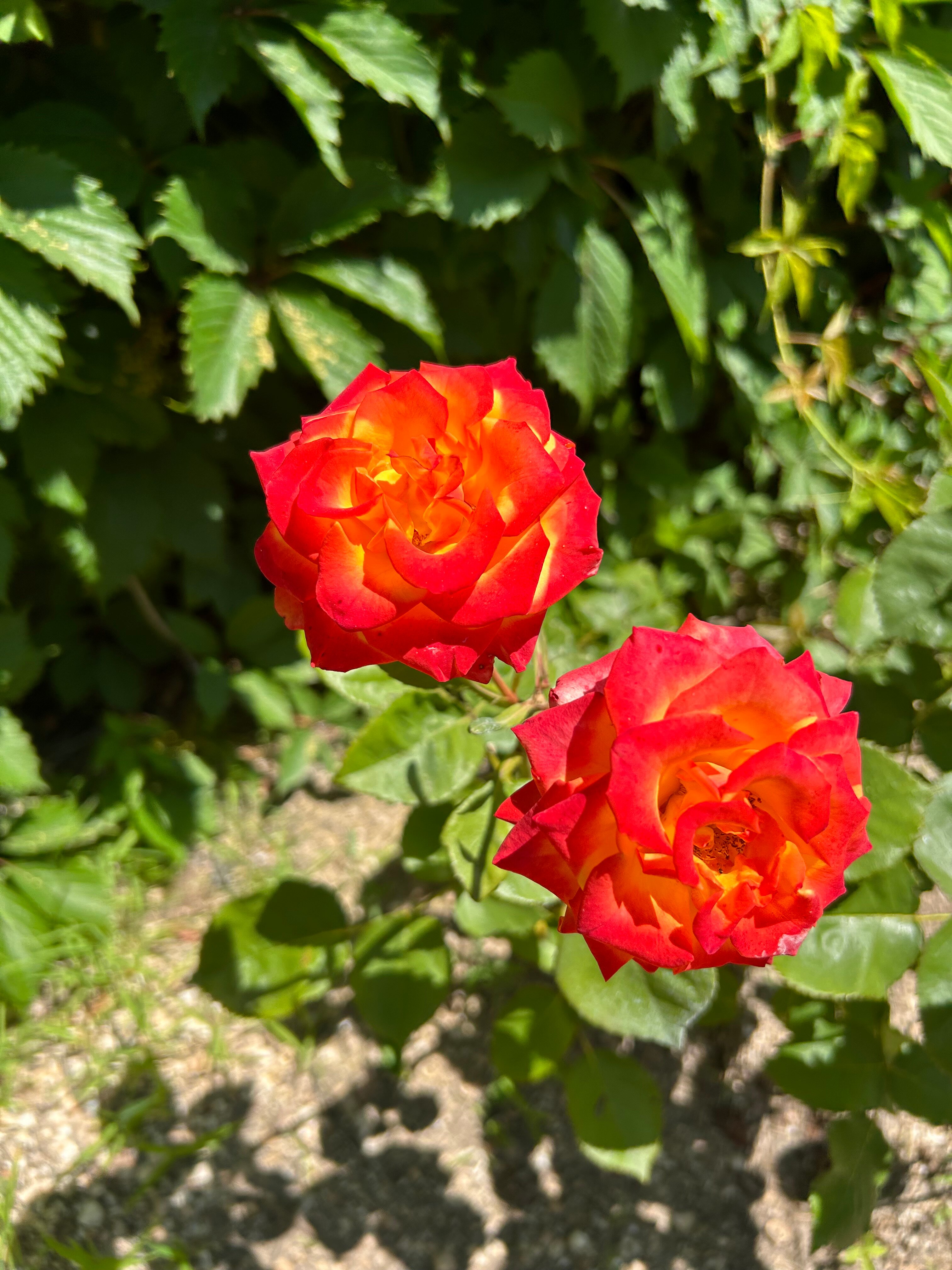 Фото Должанский дворик