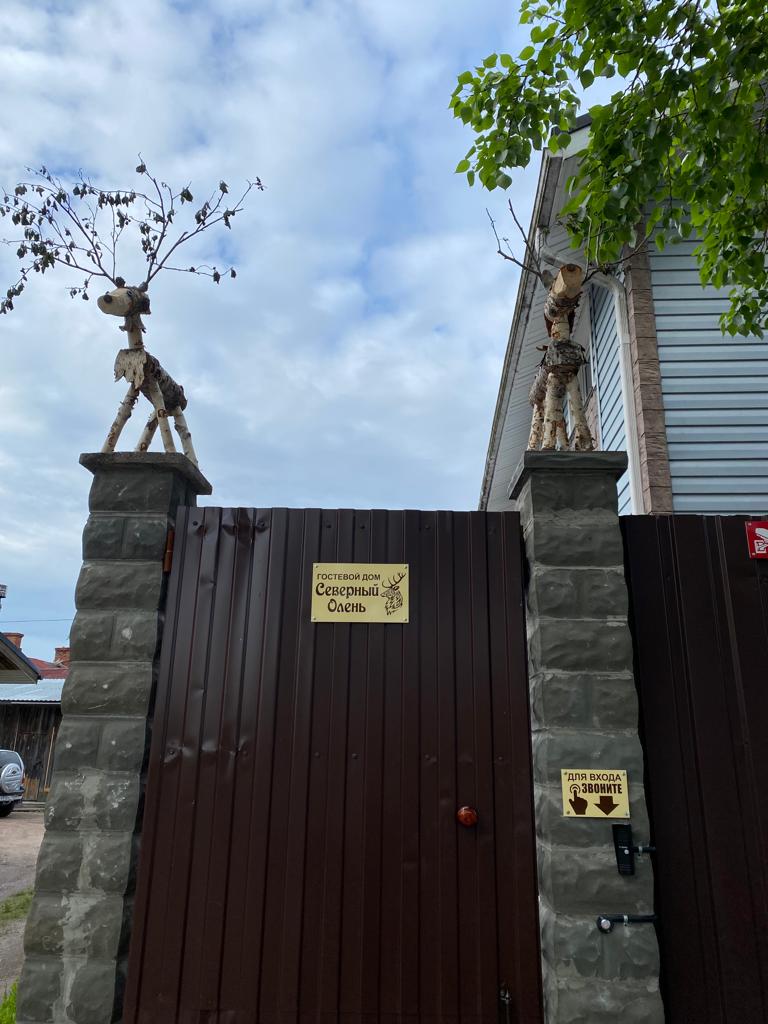 Фото Северный олень