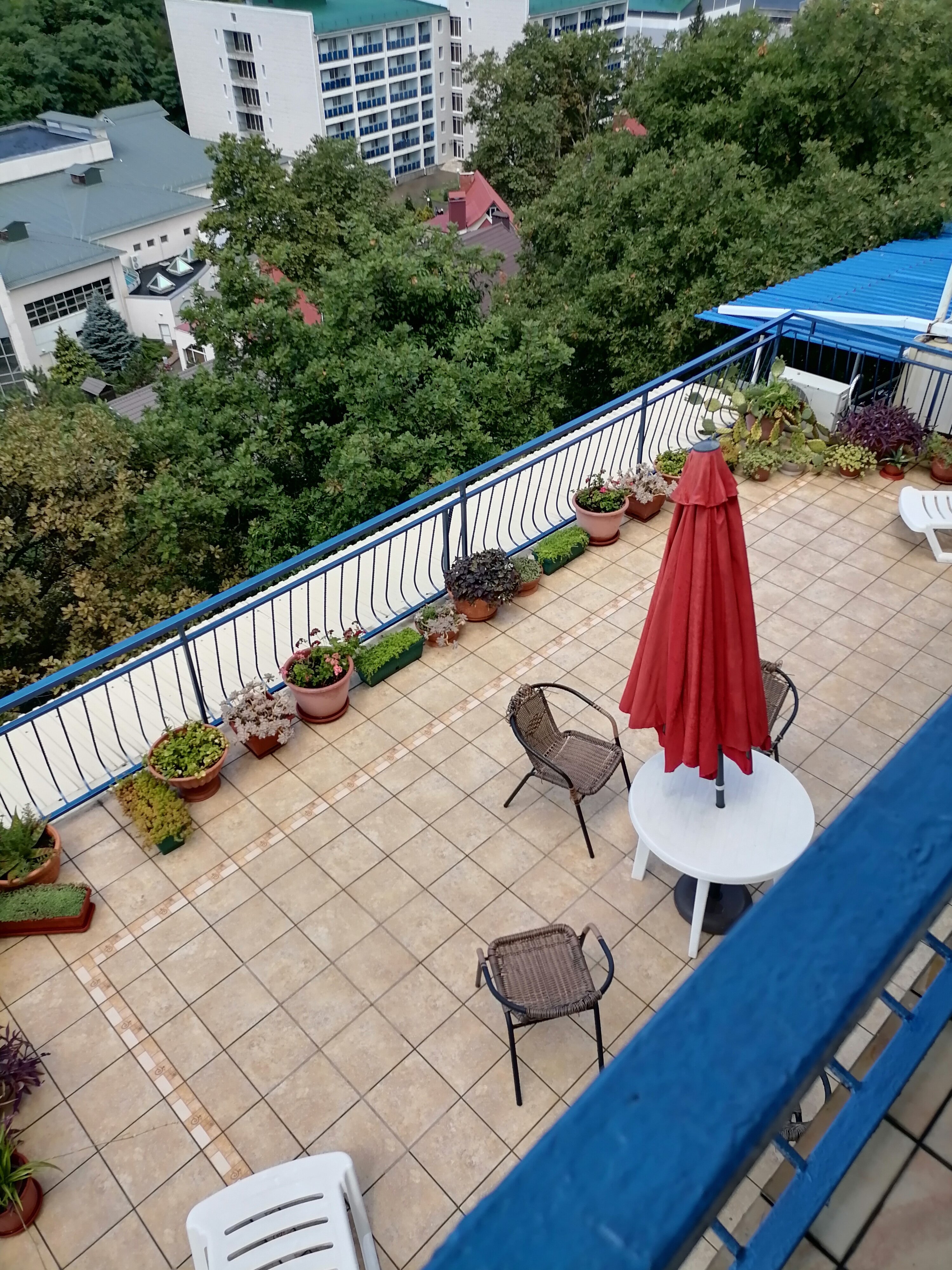 Фото Рамелия