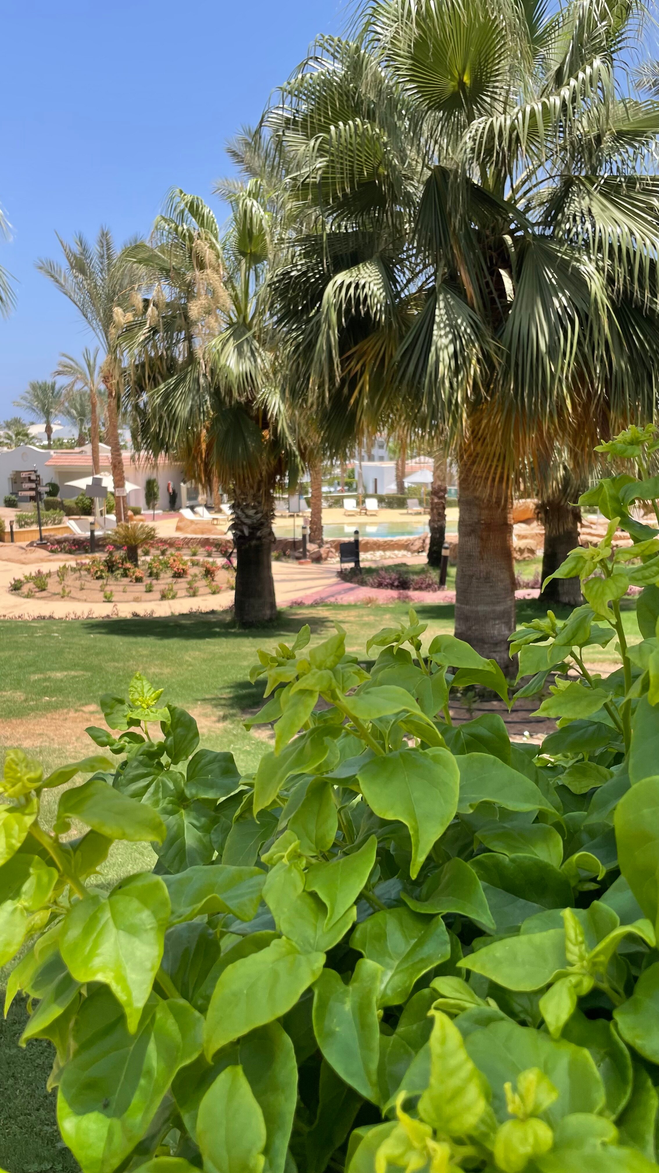 Фото Jaz Sharm Dreams