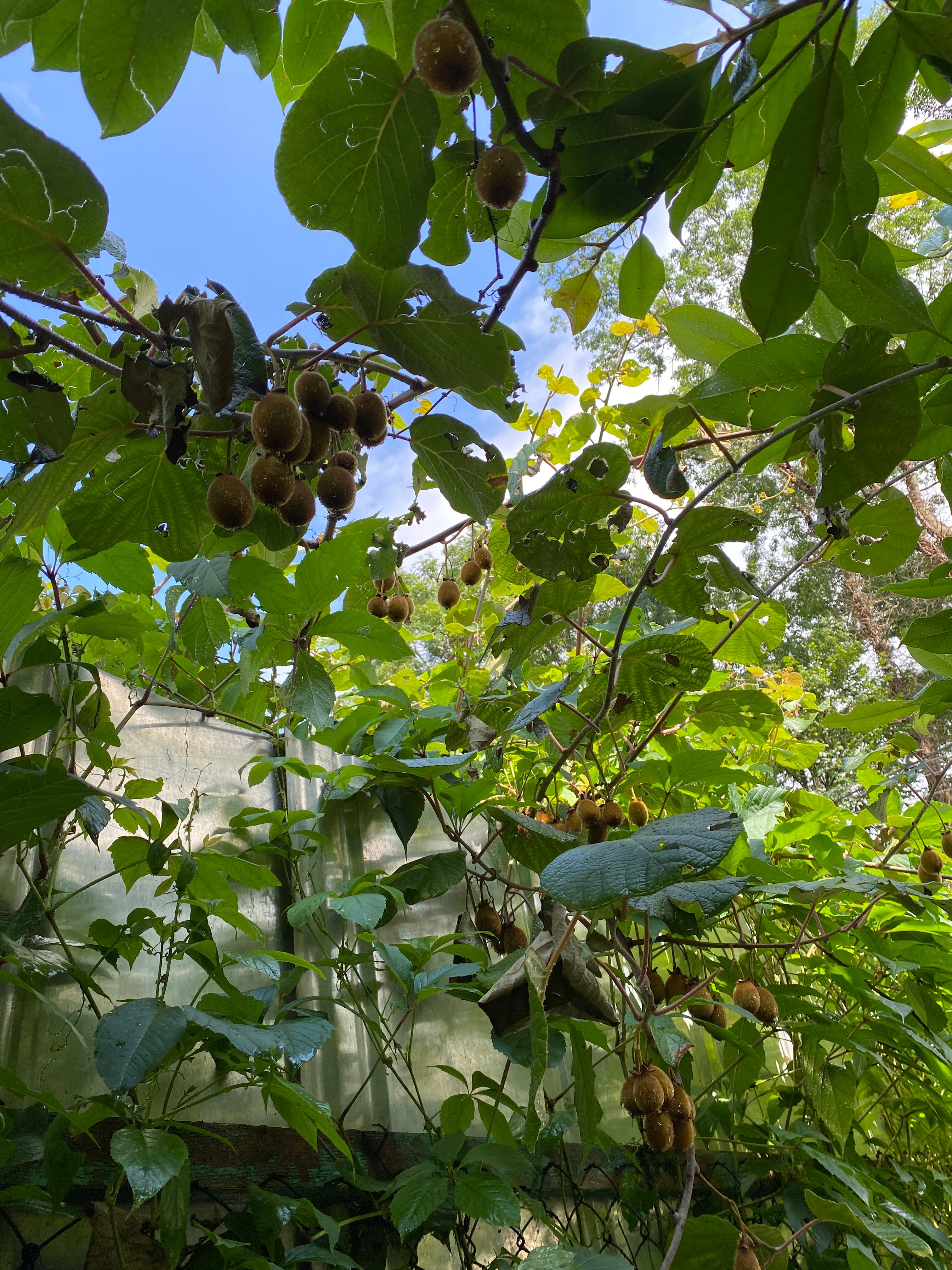 Фото Золотая рыбка