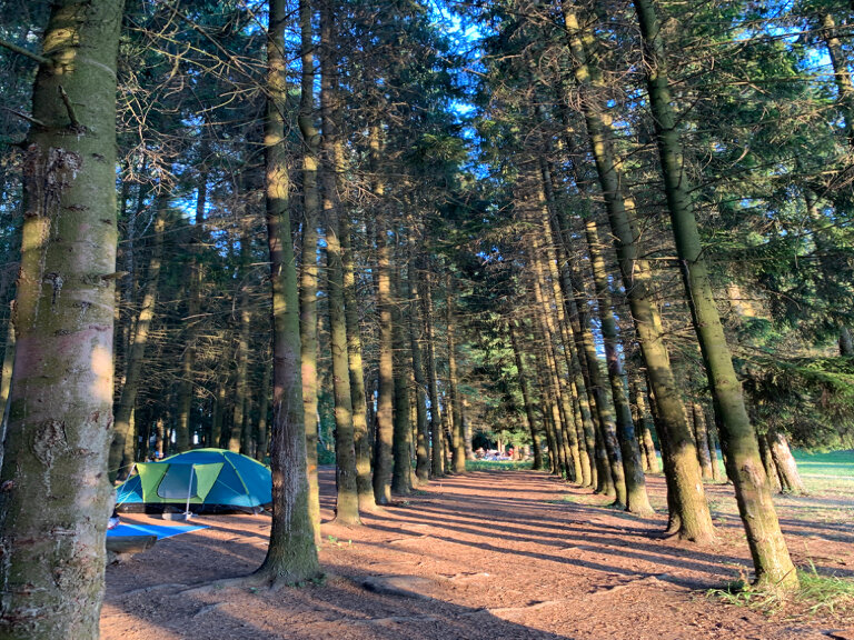 Фото Иволга