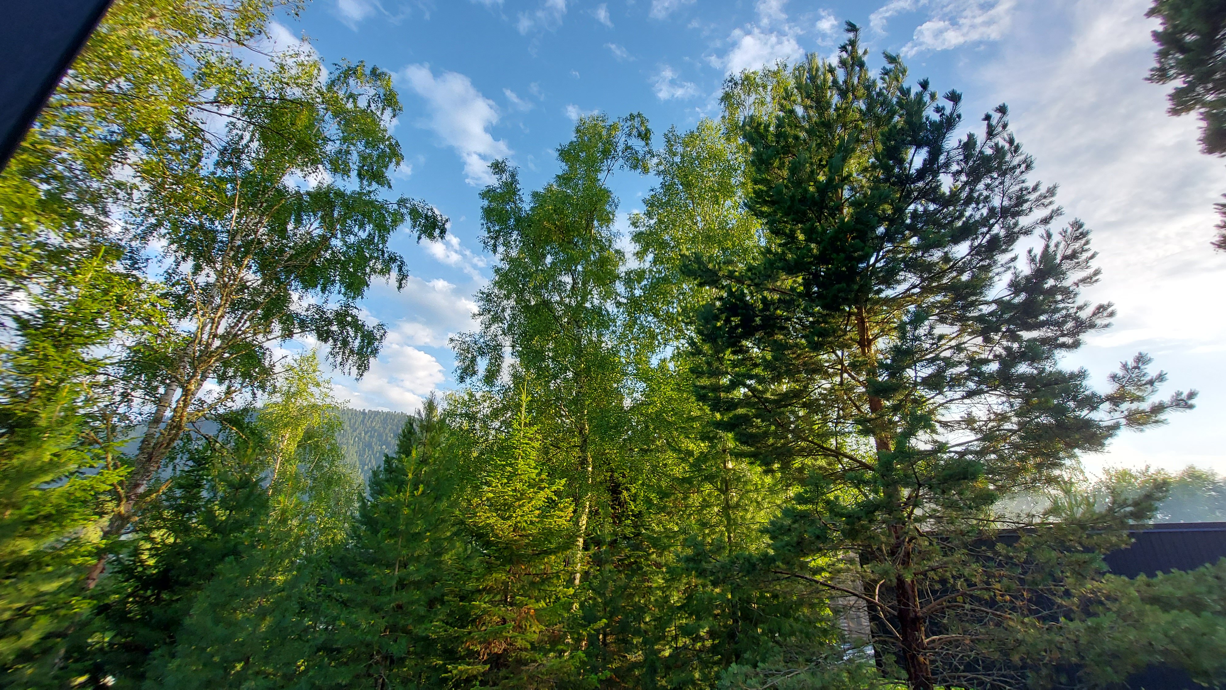 Фото Телецкое золотое