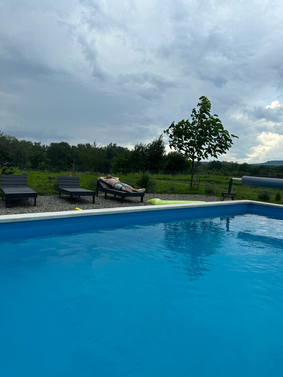 Фото Павлония