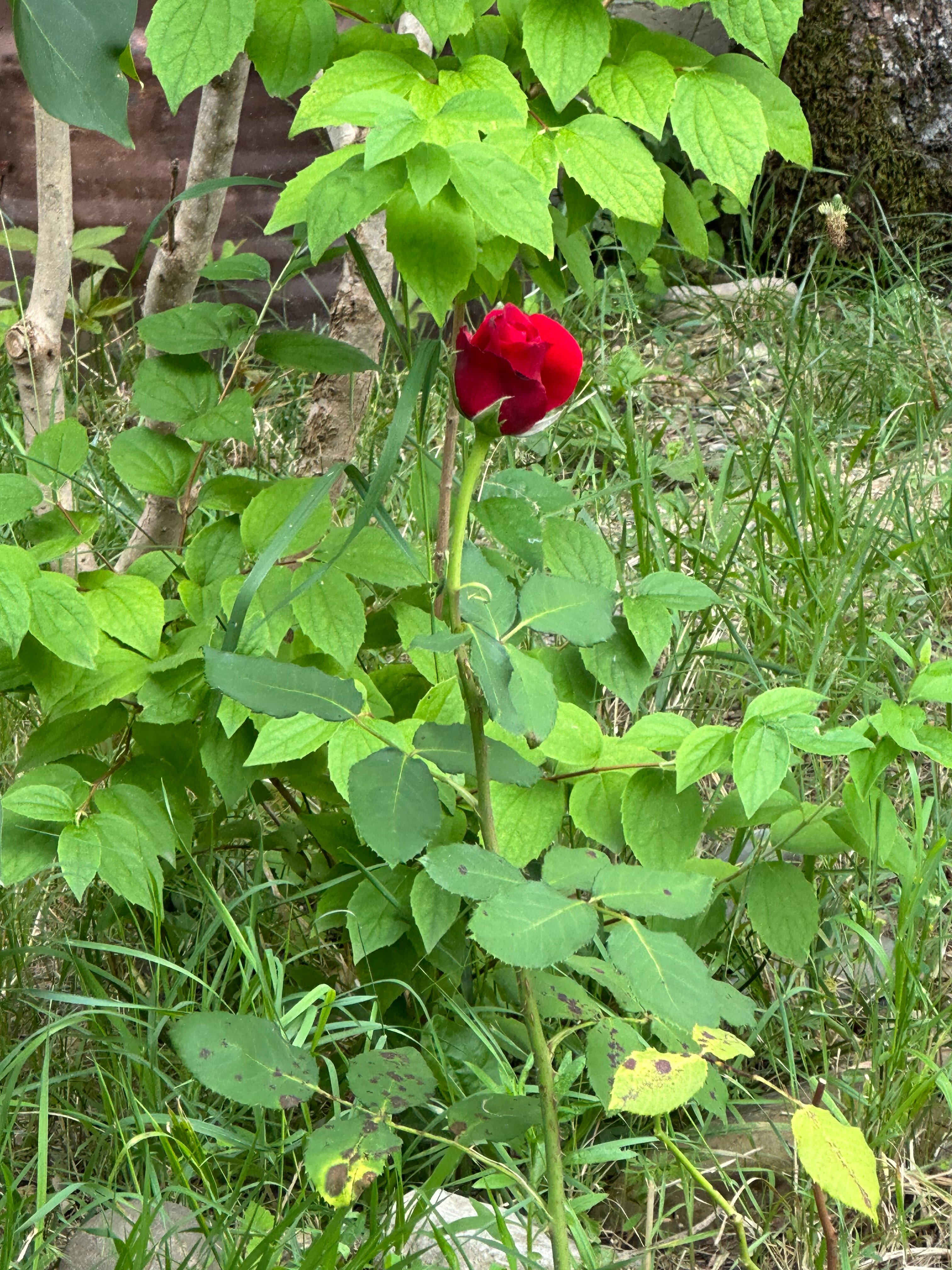 Фото Рич Хаус