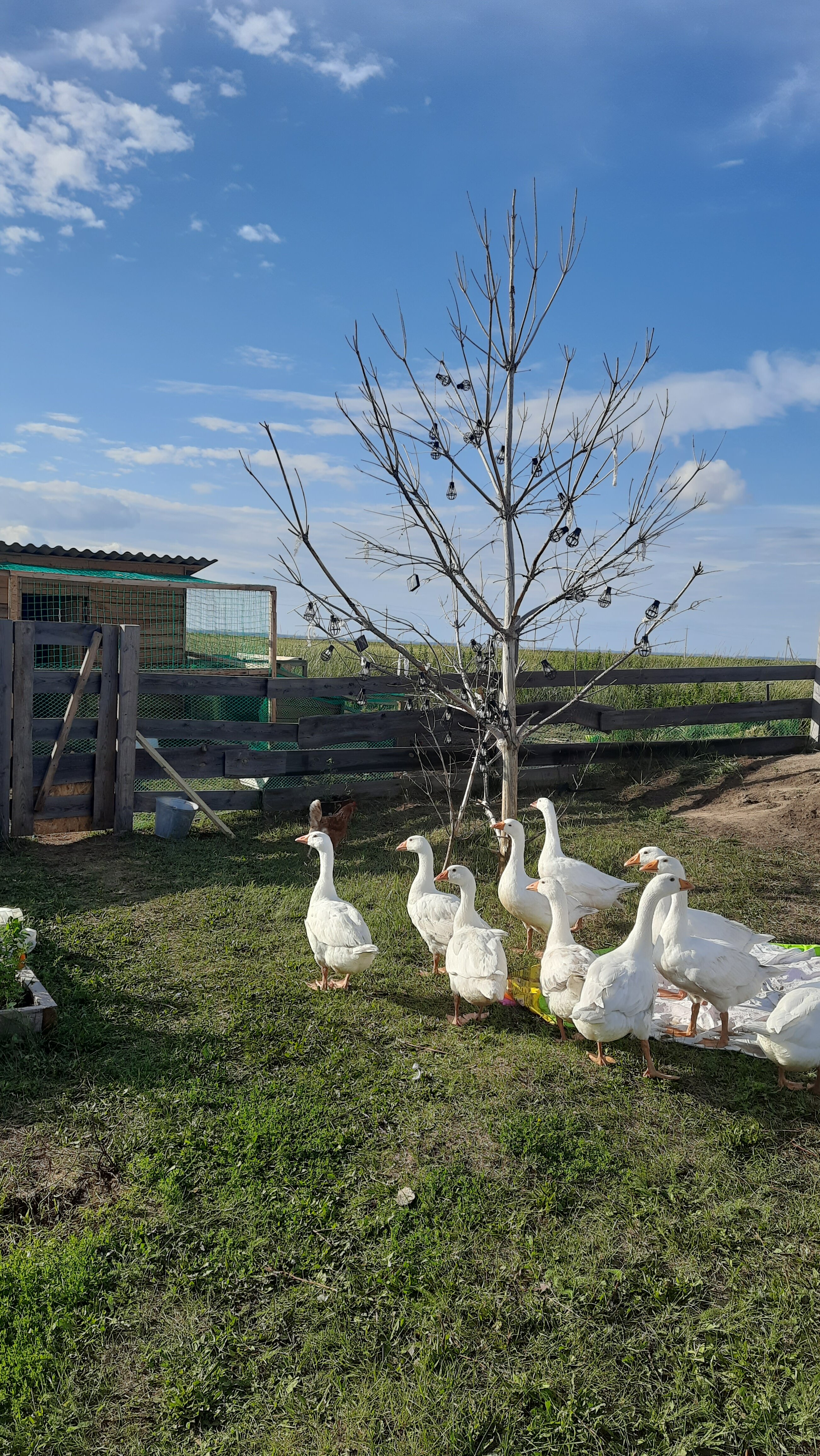 Фото Усадьба Гусли