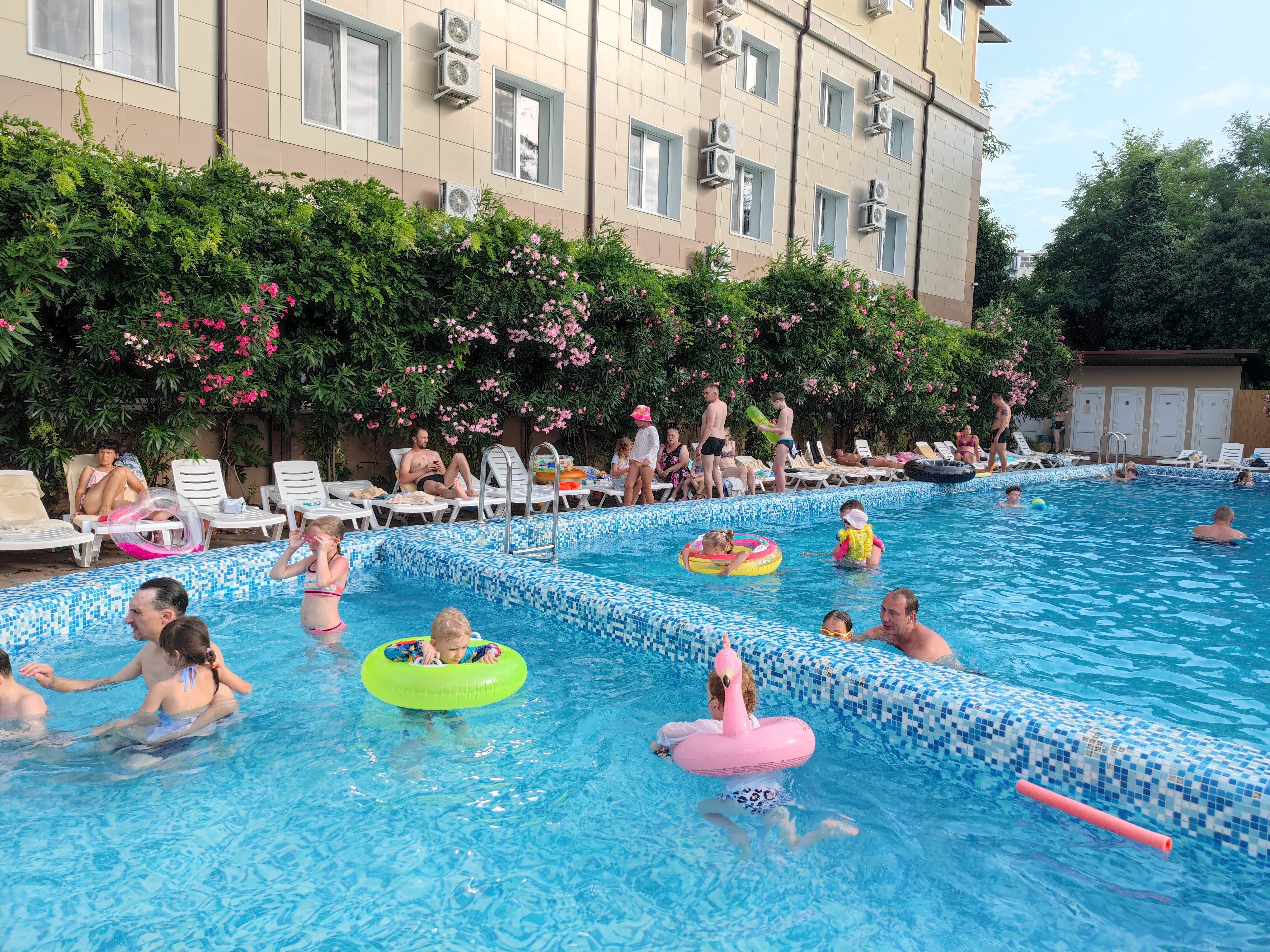 Фото Азалия