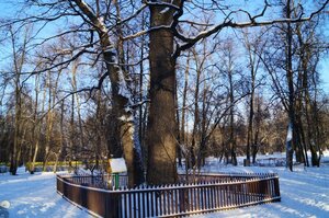 Дуб черешчатый, дерево-памятник живой природы (Moscow, Yugo-Vostochniy Administrative Okrug, Kuzminki District), landmark, attraction