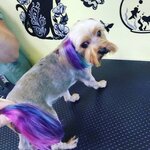 AlisA (Severny pereulok, 4), salón de mascota, peluquería de animales