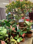 Floratop (Utkina Street, 48), garden center