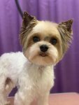 Стрижки. Тут (Tashkentskaya Street, 246), pet salon