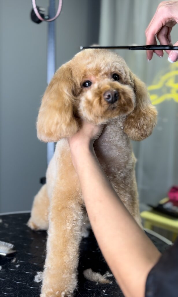 Pet salon Pinch Pet, Moscow, photo