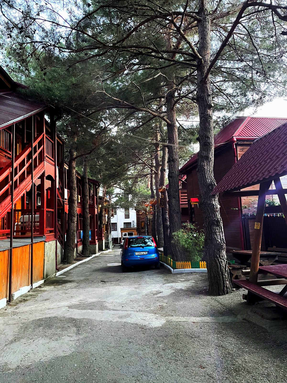 Фото Сосновый бор