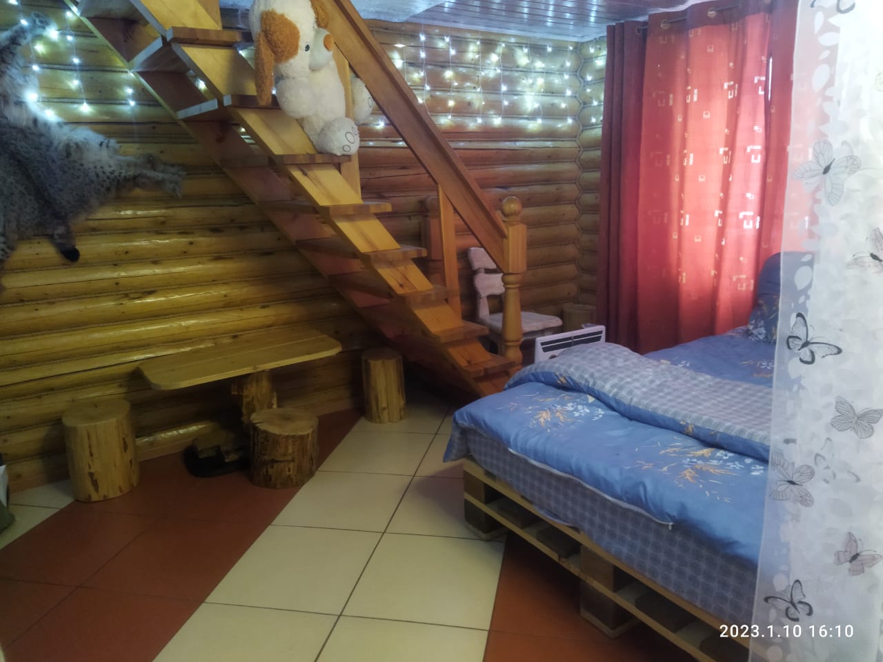 Фото Золотая сова