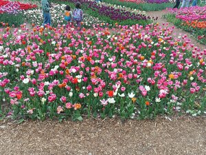 Мексиканский садик НБС (Autonomous Republic of Crimea, Yaltinskiy gorodskoy sovet, Nikitskiy Botanical Garden) ، معلم جذب سياحي