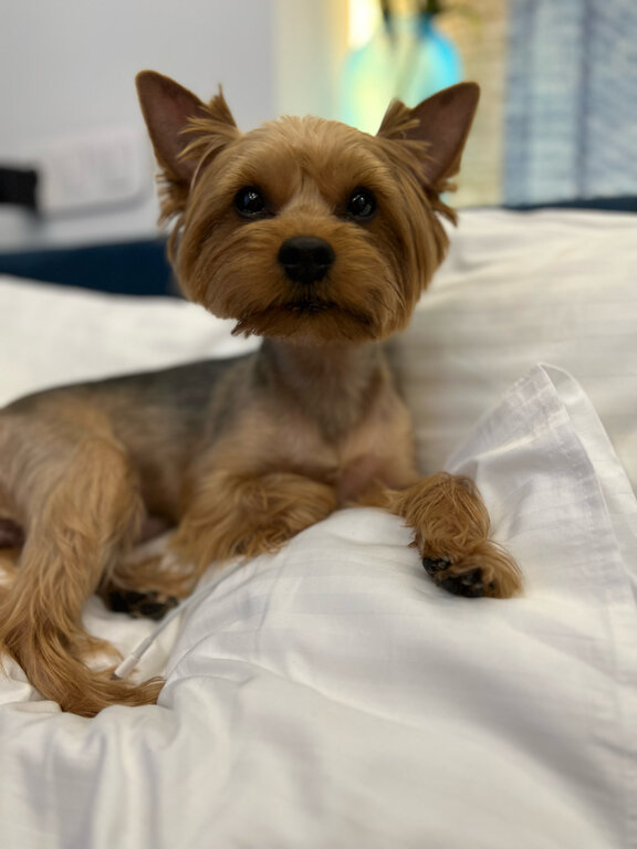 Фото Шагал по Красной площади