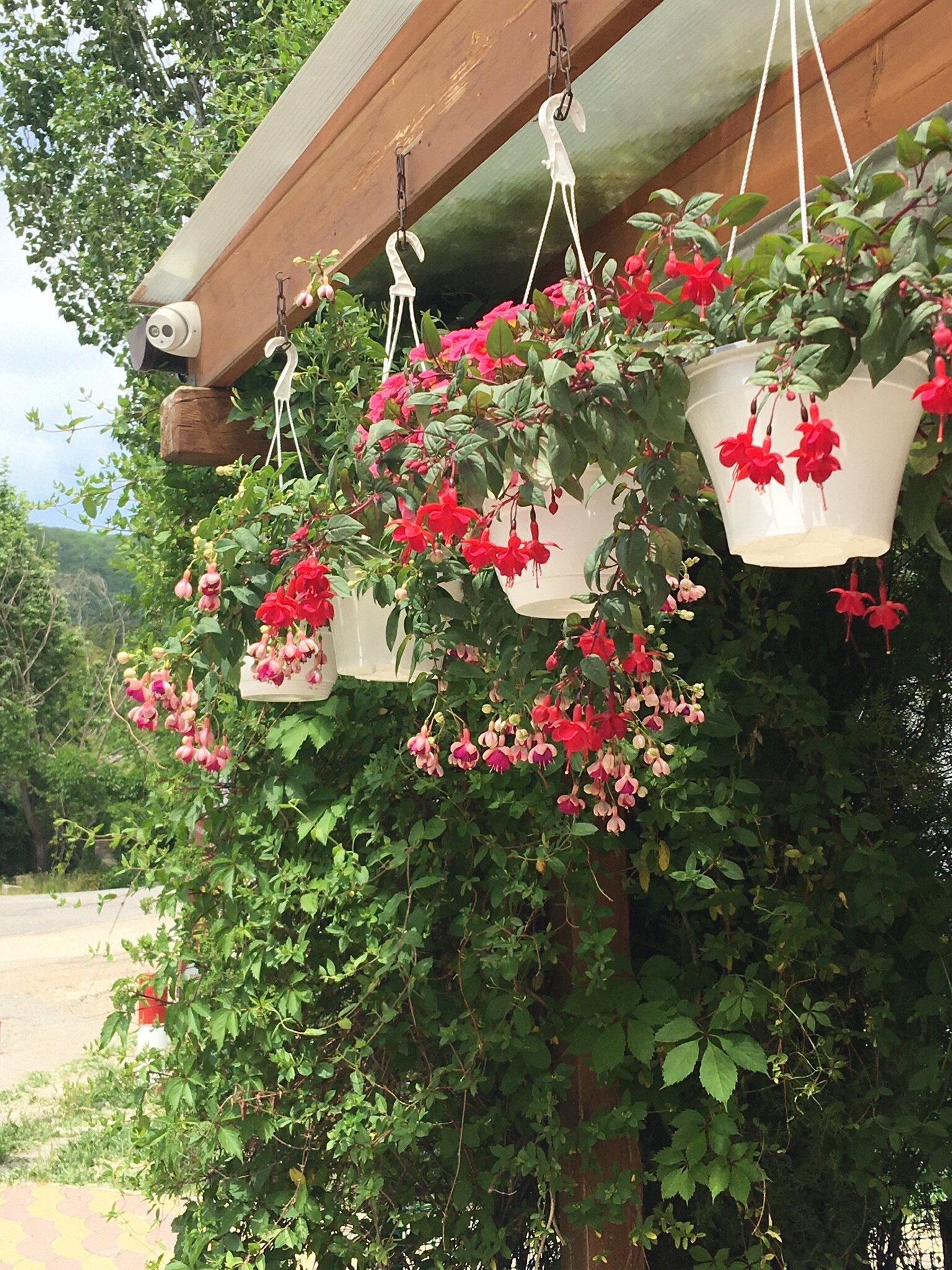 Фото Жемчужина