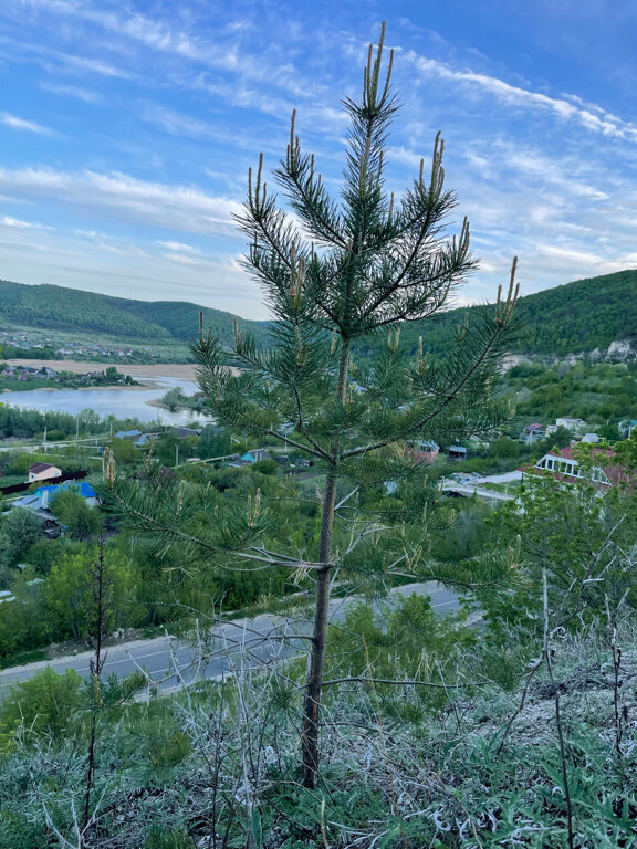 Фото Лисички-сестрички