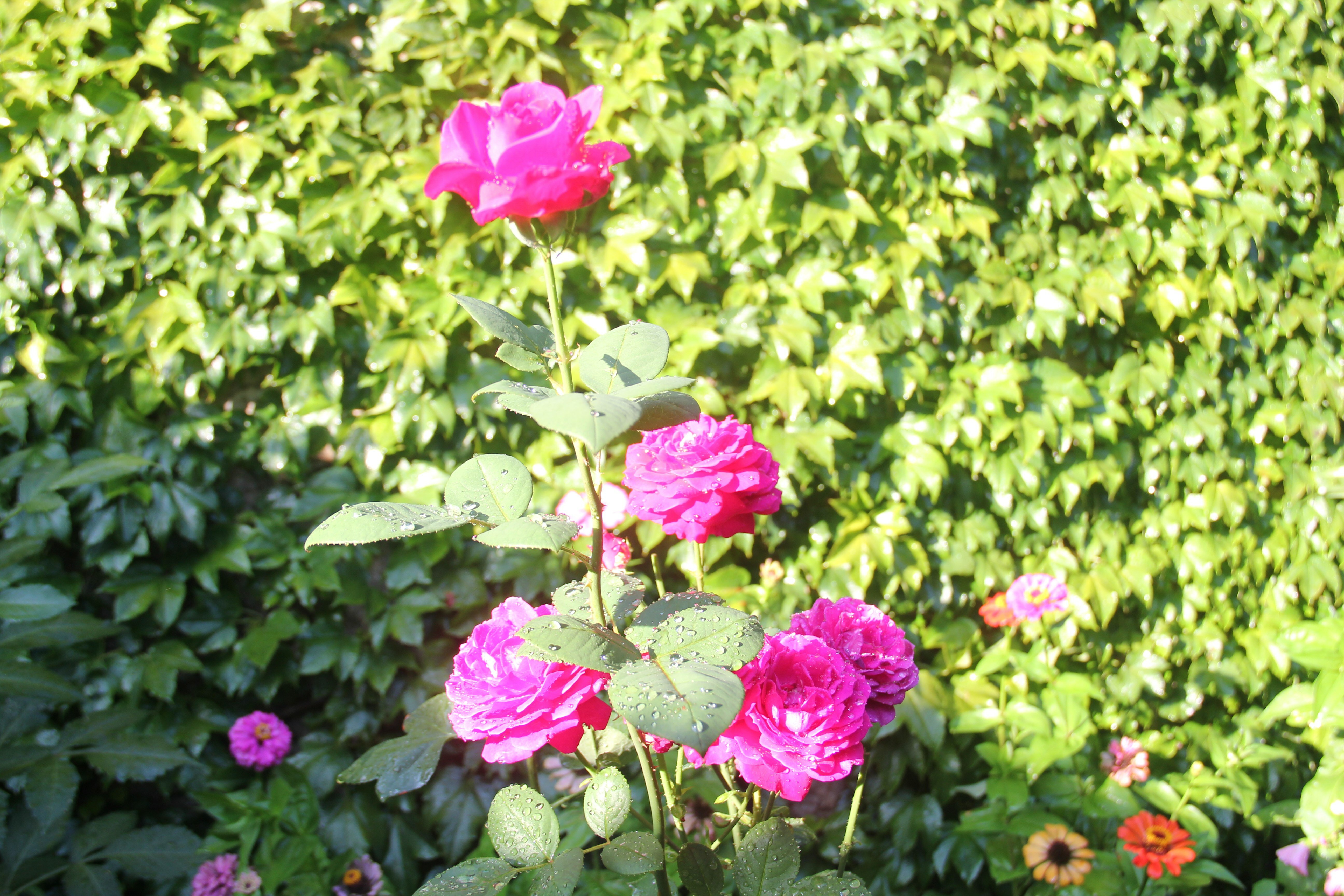 Фото Симеиз тур