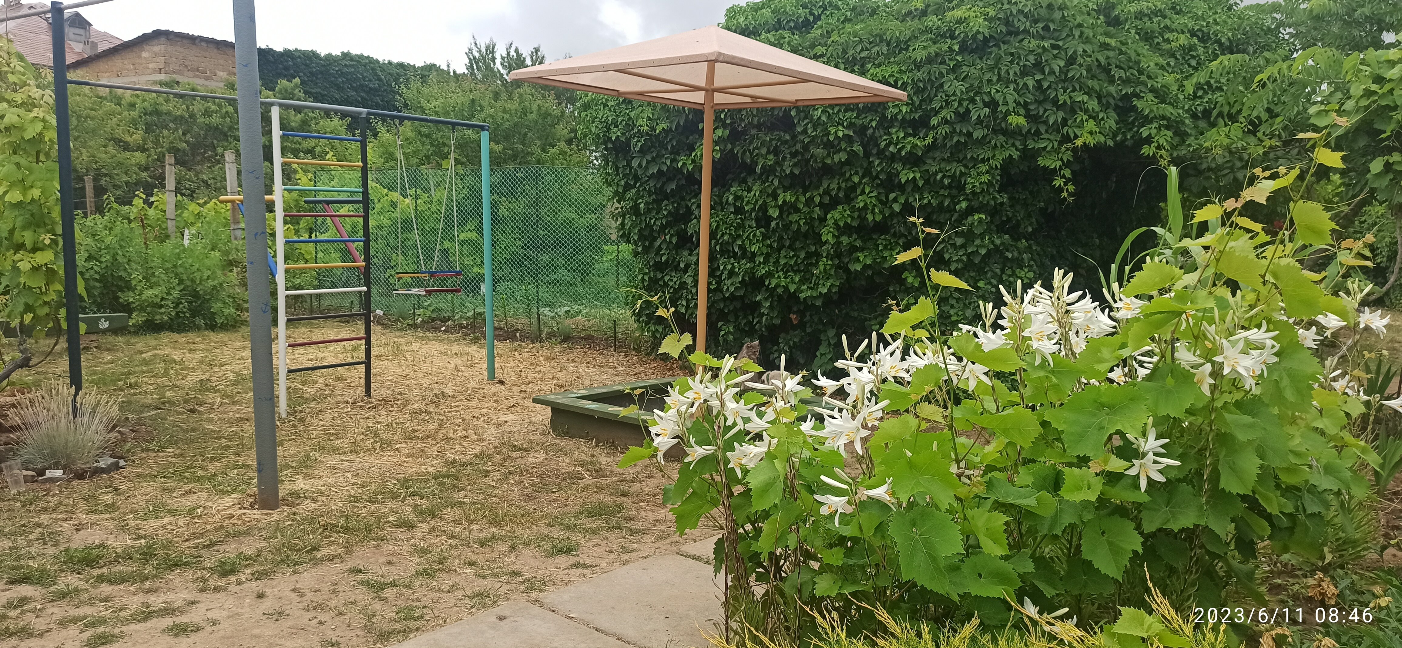 Фото Цветок папоротника