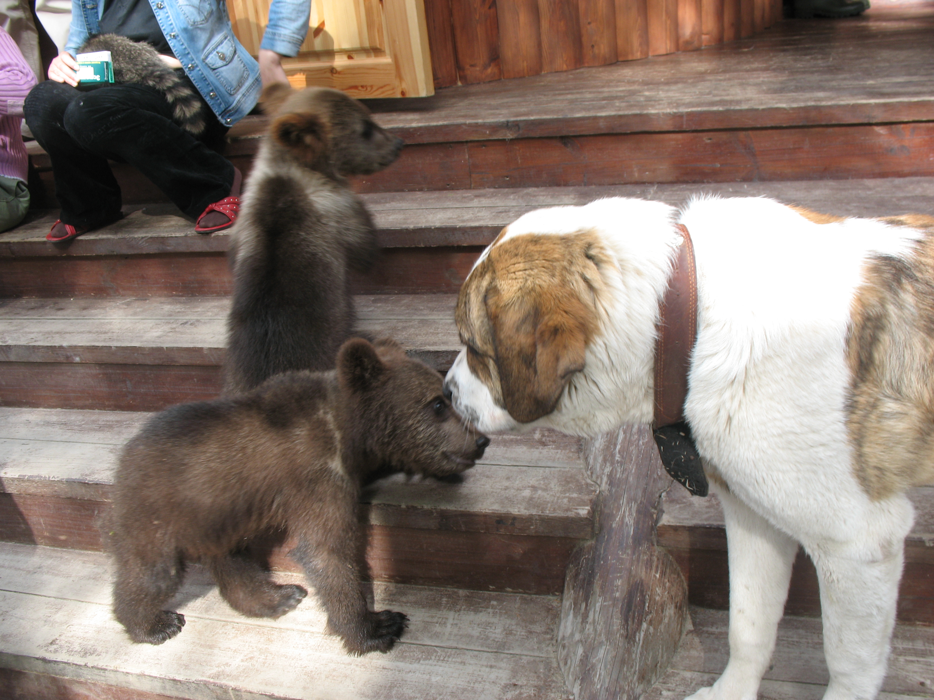 Фото Сандал