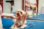 Martin (Krasnobogatyrskaya Street, 24), pet shop