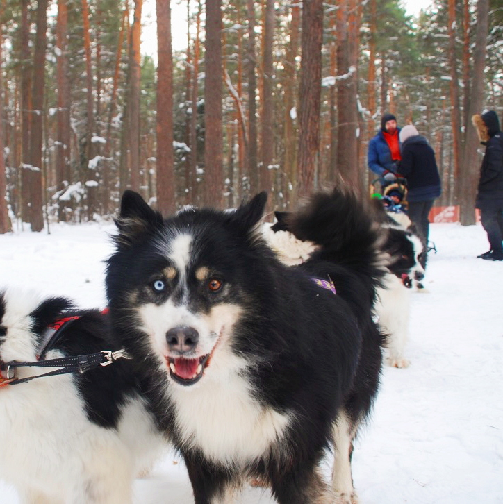 Фото Чкаловские Дачи