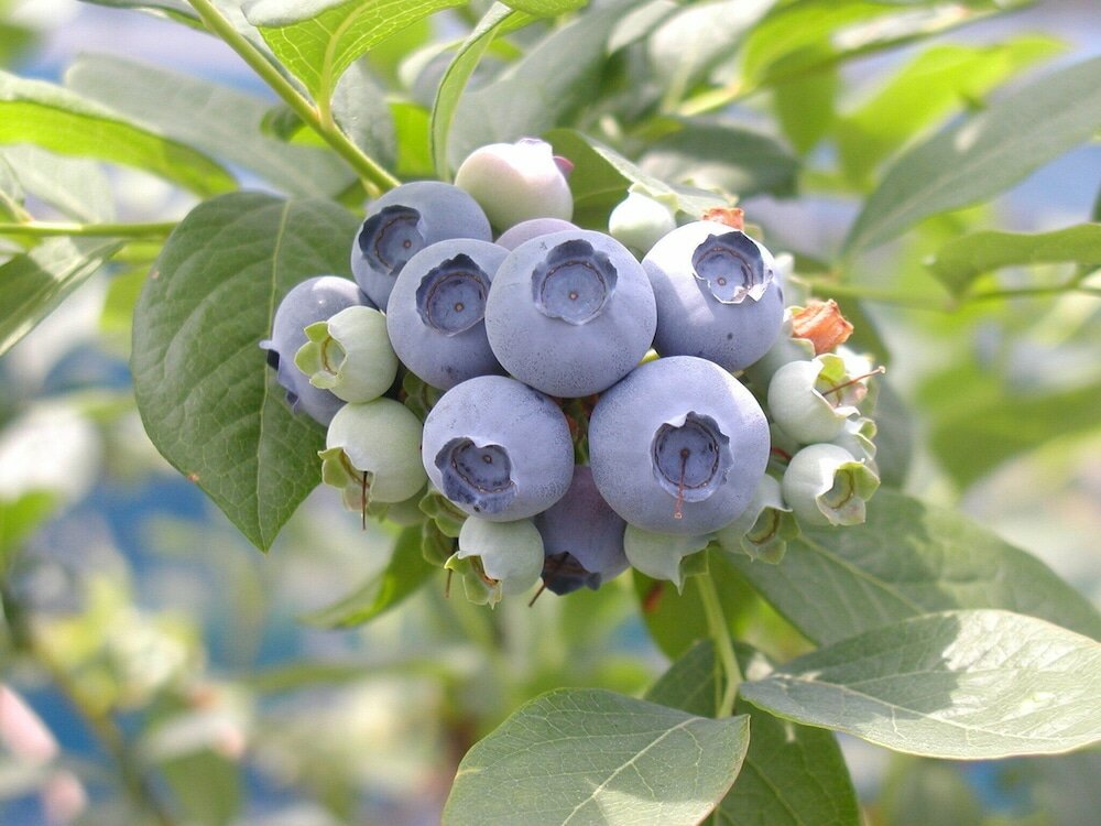 Фото Yukai Resort New Maruya Hotel Bekkan