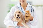 Hub Vet (University City Road, 343/10), veterinary clinic