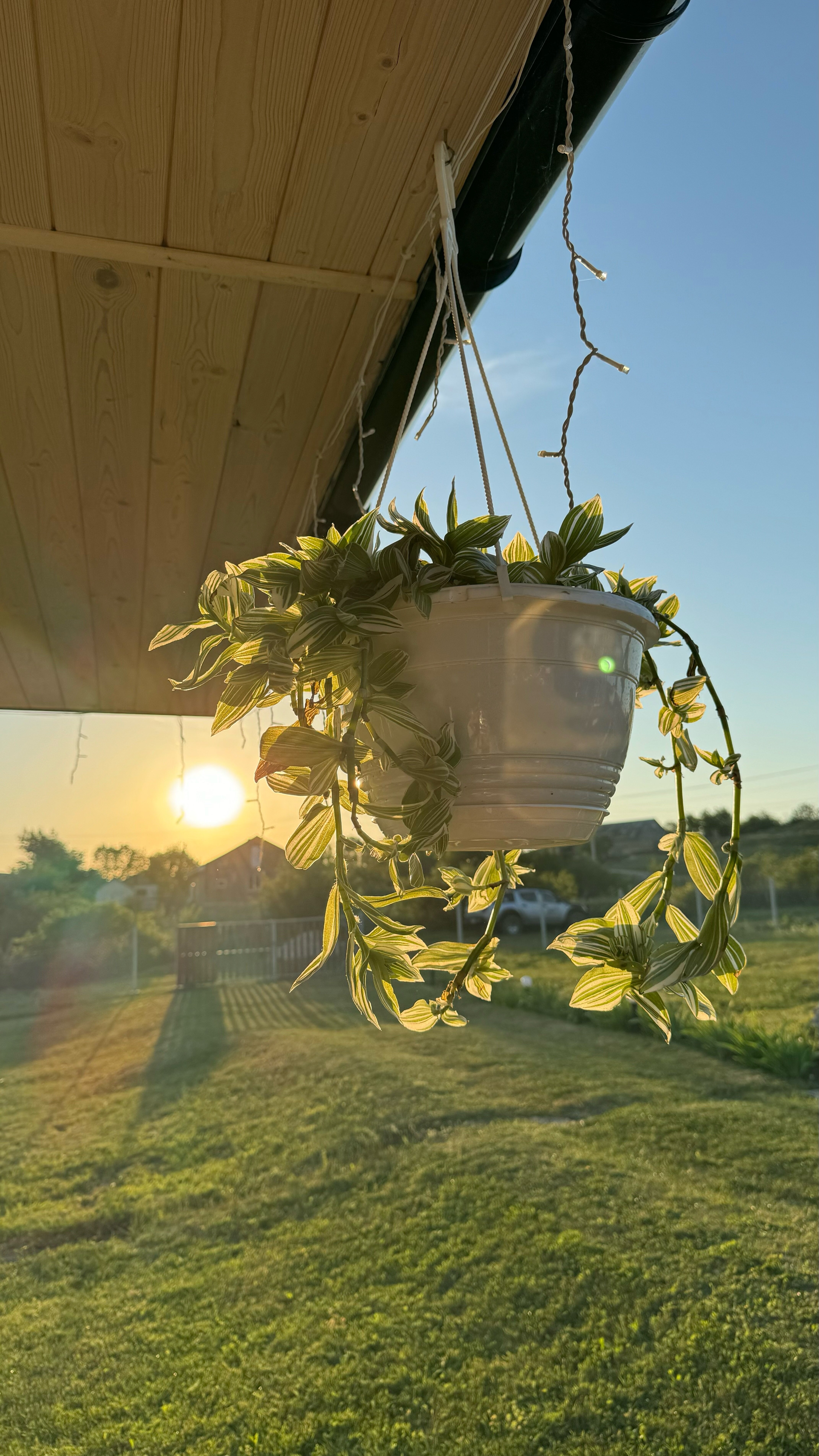 Фото Зарянка