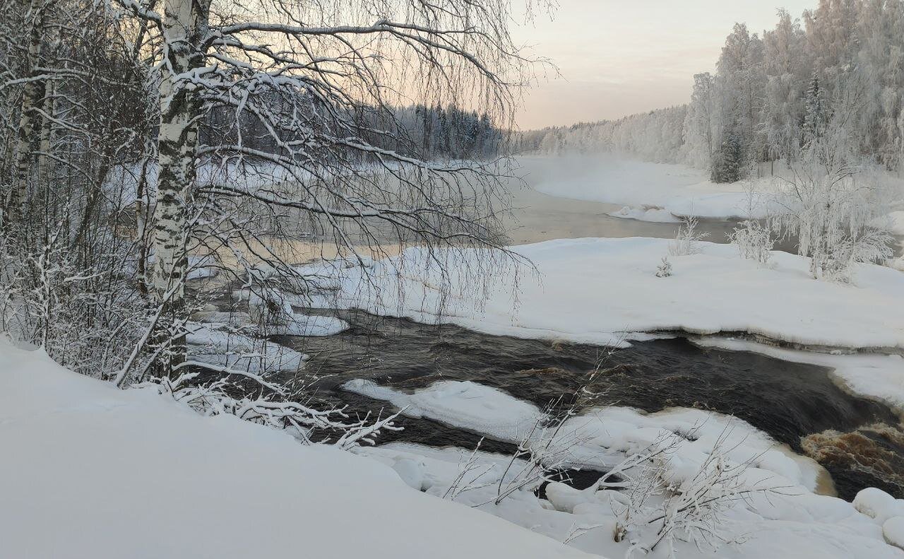 Фото Хвойный