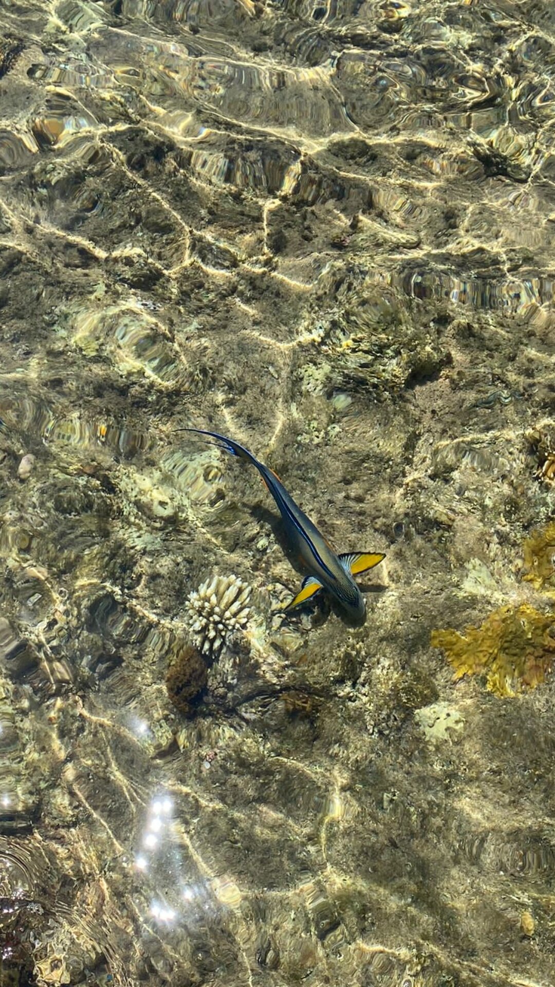 Фото Club Reef Resort