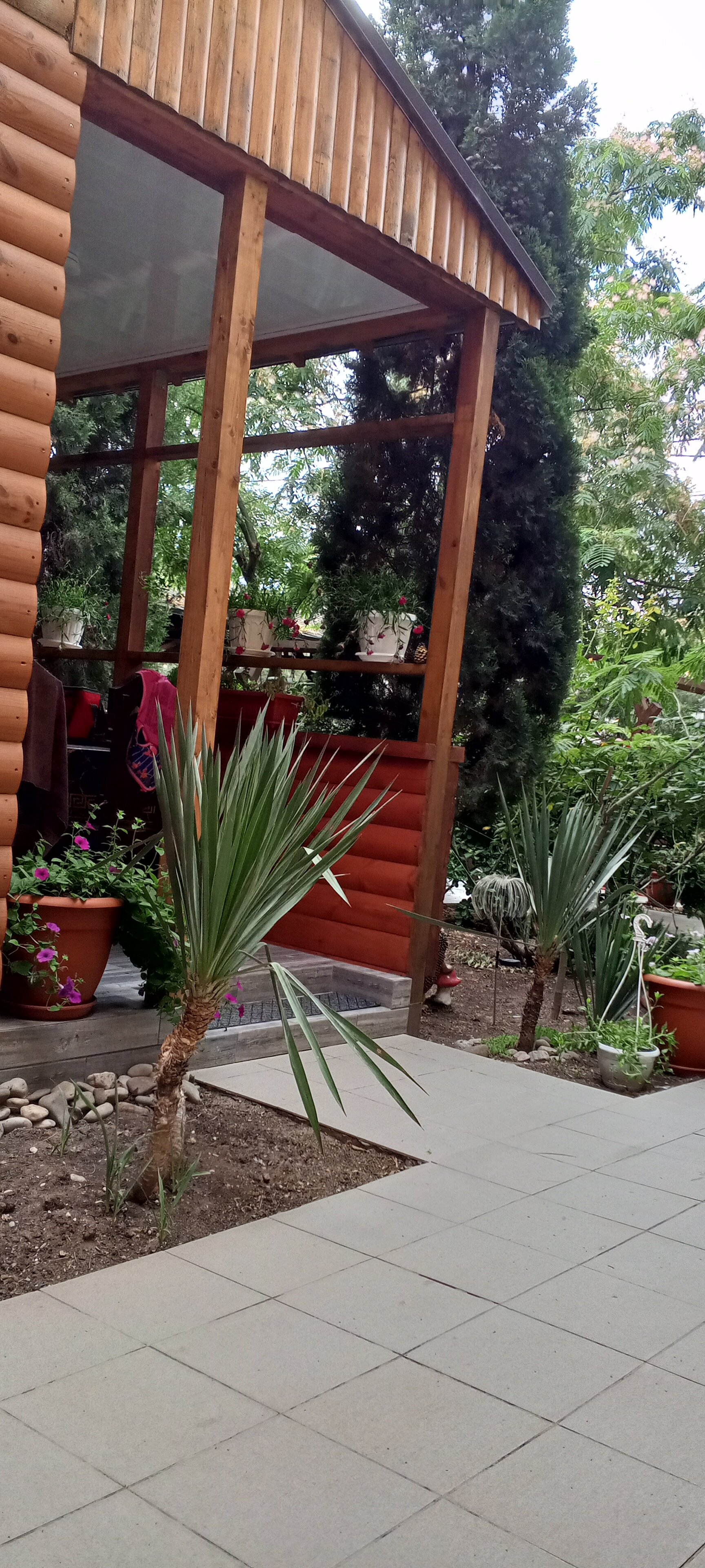 Фото Магнолия