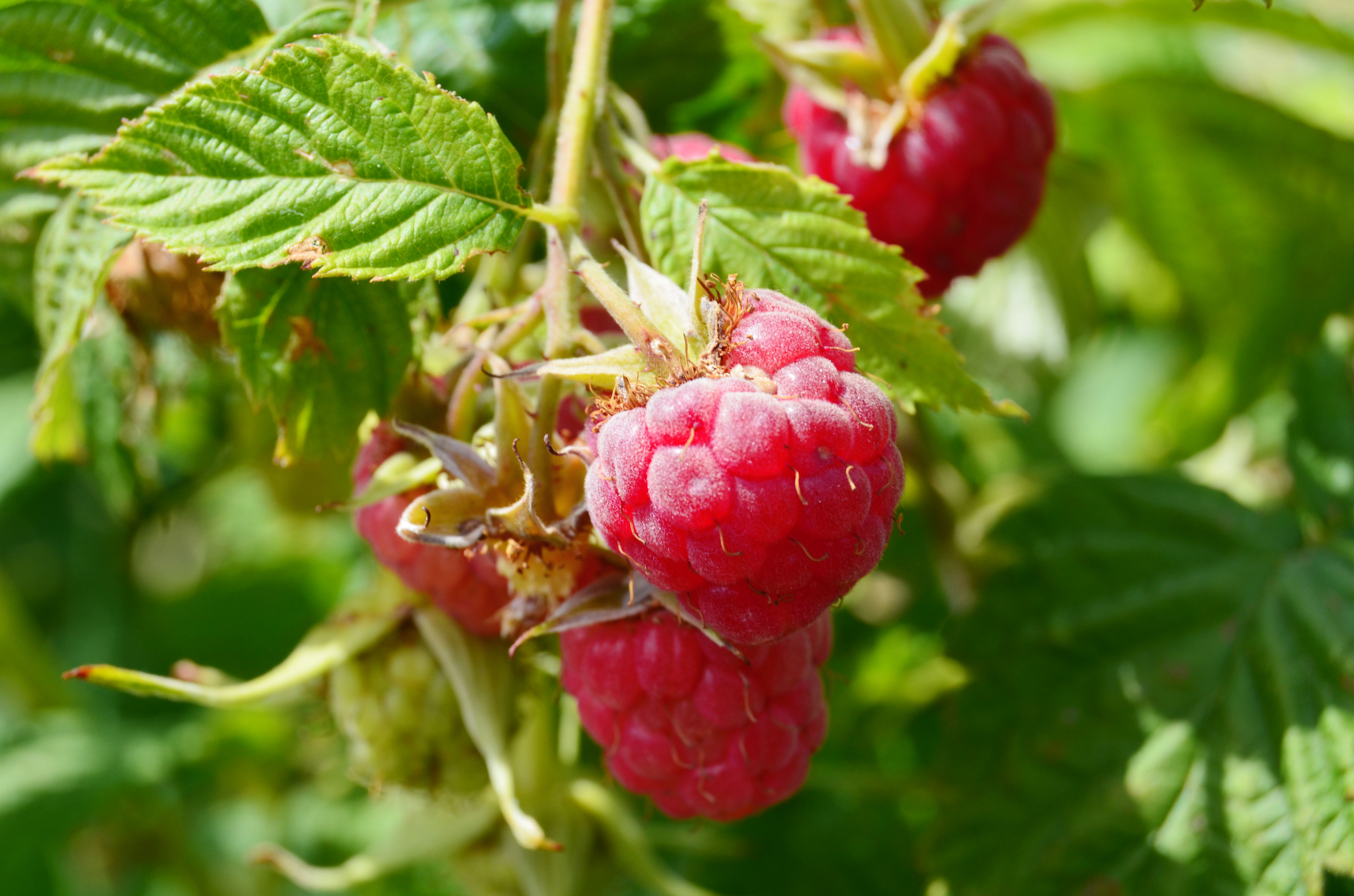 Фото КапТри