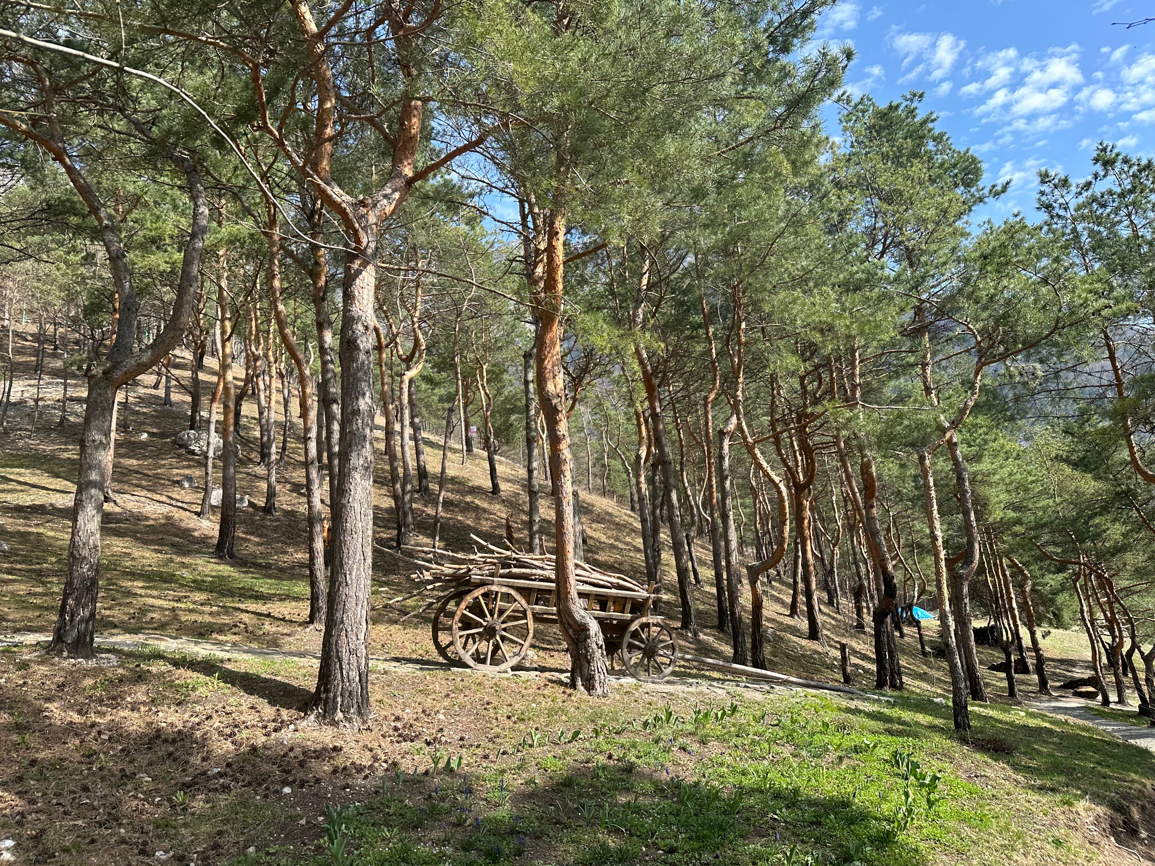 Фото Forrest Terrace Hotel