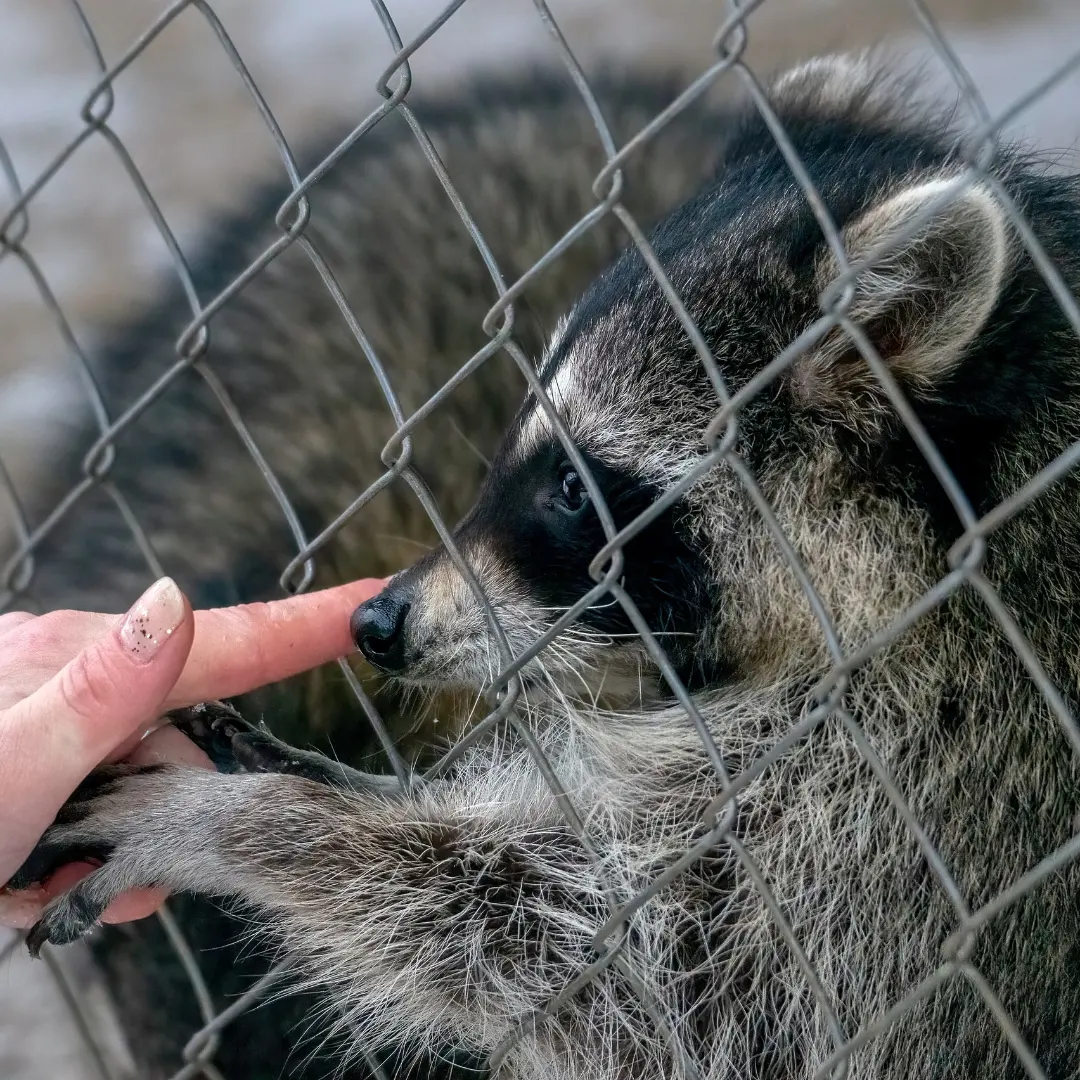 Фото Дикое подворье