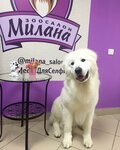 Zoosalon Milana (Lobachevskogo Street, 98), salón de mascota, peluquería de animales