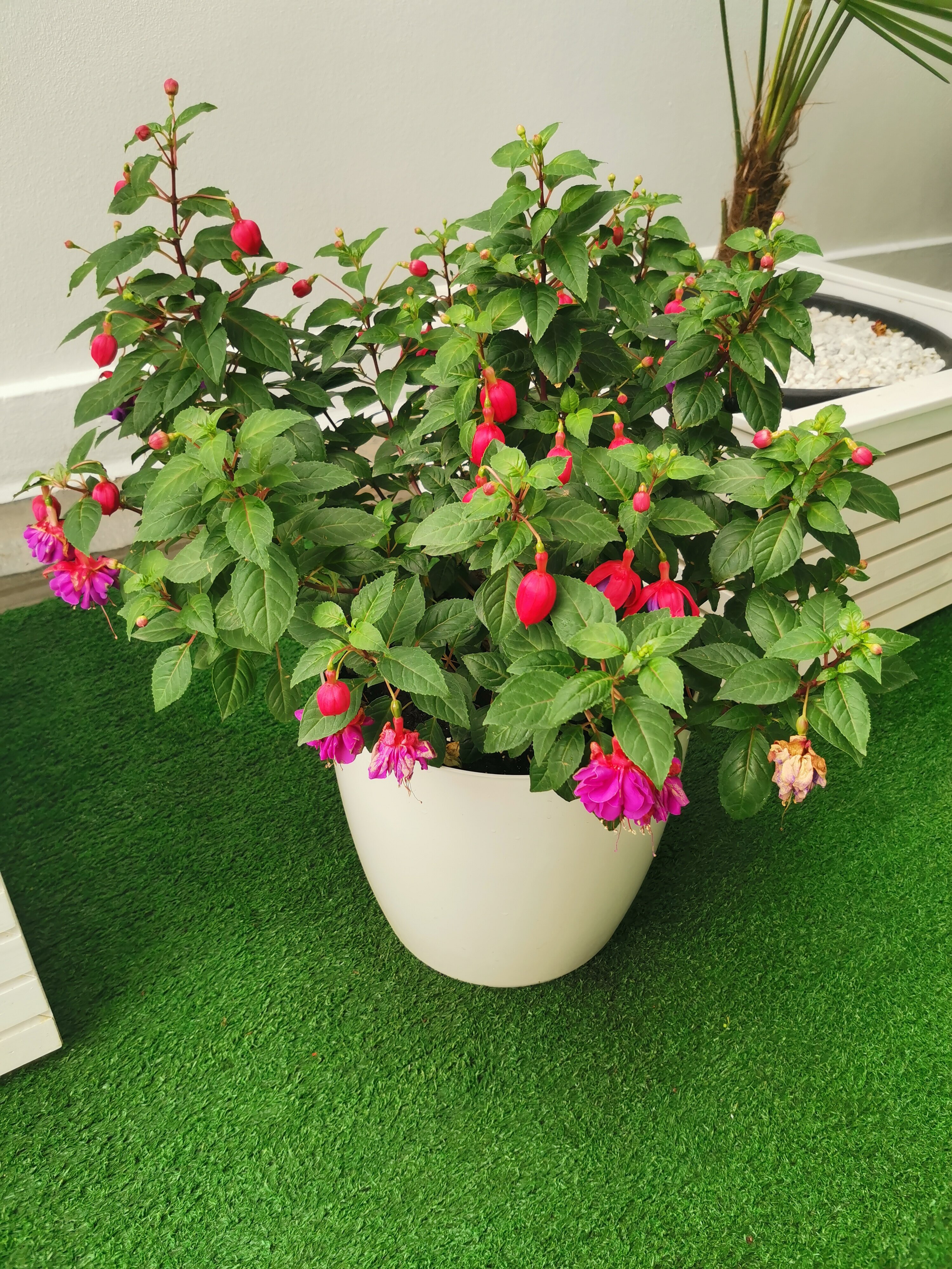 Фото Пекинский дворик