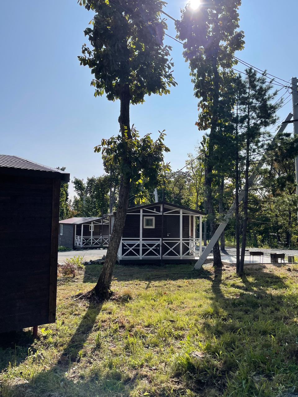 Фото Pine Family