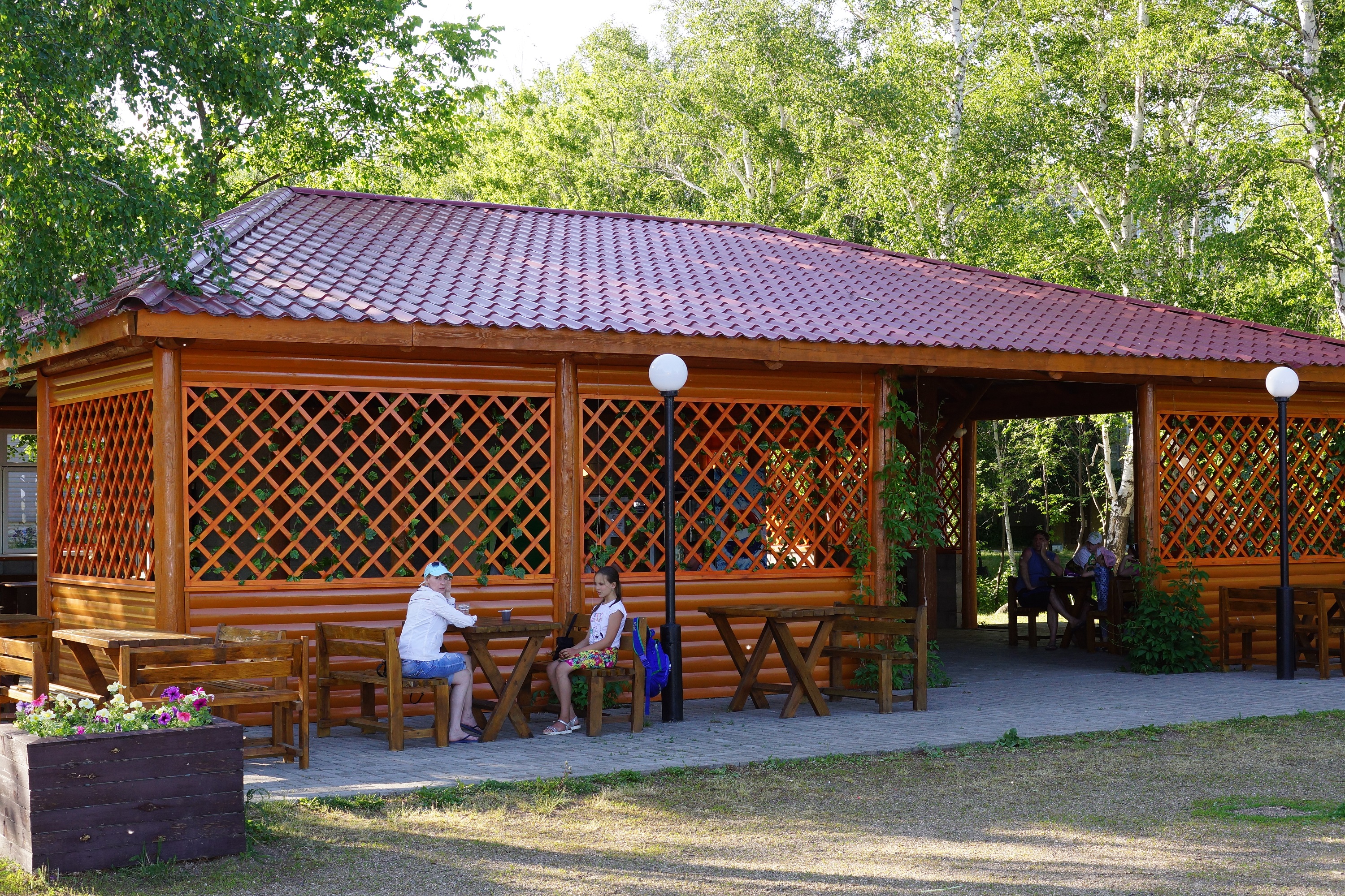 Фото Берёзки